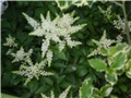 astilba